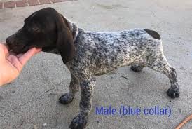 Male german shorthaired pointer puppy for sale. Beautiful Akc German Shorthaired Pointer Pups For Sale In Corona California Classified Americanlisted Com