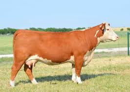 Check out our brahman cattle selection for the very best in unique or custom, handmade pieces from our shops. Females Gkb Cattle Herefords Angus Brangus Brahman Cattle
