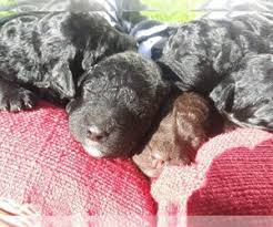 Our barbet puppies are raised in our home. Puppyfinder Com Barbet Puppies Puppies For Sale And Barbet Dogs For Adoption Around The World Page 1 Displays 10