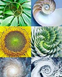 Viva a Matemática - Sequência Fibonacci na natureza. Siga #VivaAMatemática  também no Instagram 📚 | Facebook