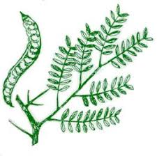 The leaves protrude from the plant's stem; Scfc Tree Identification For Sc Lobed Simple Leaf