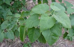 Image result for Croton leuconeurus