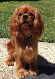 Cavalier king (brown) charles spaniel 2.5 x 3.5 picture frame $14.88. 360 Beautiful Cavalier King Charles Spaniels Ideas Cavalier King Charles Spaniel Cavalier King Charles King Charles