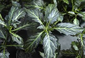 Image result for Gynura pseudochina