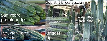 Peruvian torch comparison san pedro macrogonus bridgesii mescaline a few comparing points of some differences between psilocybin mushrooms and mescaline. Cactus Kate Trichocereus Collection Posts Facebook