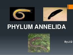 The annelida amazing, beautiful and highly successful, they can be found in terrestrial, marine and fresh water habitats. Phylum Annelida By J Q