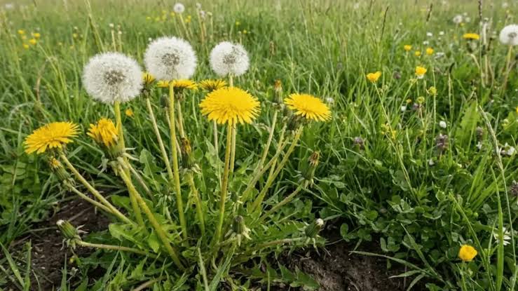 Dandelions are Dandy…Sometimes - by Ethne Clarke