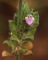 Image result for Meiosperma