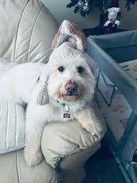 And he waits.... Boarding is meant to be temporary. Eight weeks of a cage  in boarding. Limited yard time. Weekends with no one at clinic where he  stays. He is lonely. He