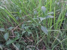 Image result for Struchium