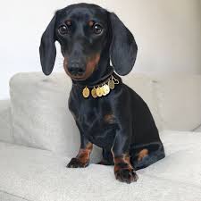 Black And Tan Dachshund Puppy Black And Tan Dachshund Black And Tan Dachshund Dachshund Puppy Miniature Dachshund