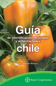 Plagas Y Enfermedades Del Chile Bayer Hoja Horticultura Y Jardineria Plantas De Chile Horticultura Plantar Pimientos