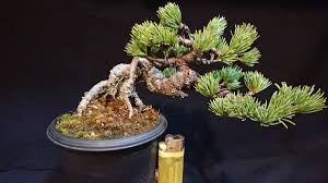 はだかん 房の熟れた 魅力 小品盆栽の至宝