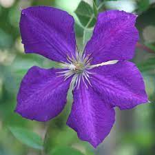 Maybe you would like to learn more about one of these? Buy Clematis Group 3 Clematis Jackmanii 23 99 Delivery By Crocus