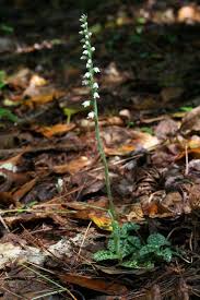 Image result for Goodyera