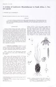 Image result for Stemodiopsis buchananii