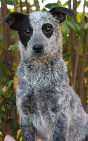 Australian Cattle Dog Blue Heeler Border Collie Medium Baby Female Yuba City Ca 95991 Aussie Cattle Dog Austrailian Cattle Dog Cattle Dog