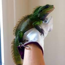 Handsome Chinese Water Dragon Chinese Water Dragon Water Dragon Female Dragon