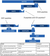 Docking Interactions In The Mapk Cascades K Lysine Residue In The Download Scientific Diagram