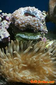 Maybe you would like to learn more about one of these? Aqaba Aqaba Aqaba Bay Jordan