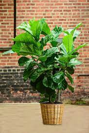 Ficus Lyrata Bush 5 Ficus Lyrata Plants Ficus
