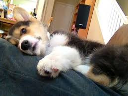 Browse thru our id verified puppy for sale listings to find your perfect puppy in your area. Stubbie Stu The Corgi Photo Corgi Lap Dogs Cute Animals