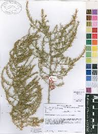 Image result for Asparagus petersianus