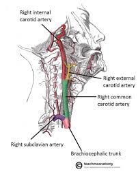 Causes and risk factors for health problem. Printiable Mape Of Arteries And Viens Principal Veins Human Anatomy This Stock Medical Illustration Shows The Arteries Veins And Nerves Of The Arm From An Anterior Front View Foodbloggermania It