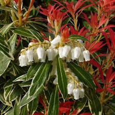 Plants And Flowers Shrubs Shrubs Pieris Flaming Silver Back To Results Plants Trees To Plant Flower Close Up