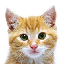 pravda o sterilizacii koshek