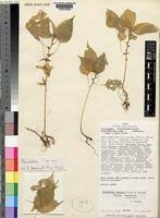 Image result for Acalypha brachystachya