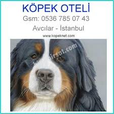 Kopek Oteli Avcilar Istanbul