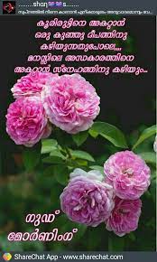Pin By Sunarj Sunarj On Sharechat Flowers Plants Rose