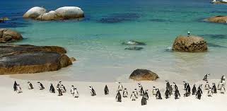 Kaphalbinsel + pinguine & weinprobe. Penguins In Cape Town Boulders Beach Penguin Colony Tours
