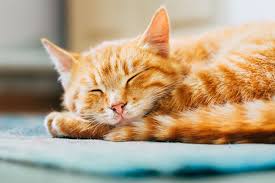 All orange cats have stripe patterns, however faint. 20 Of The Most Popular Cat Names For 2019 Have Been Revealed
