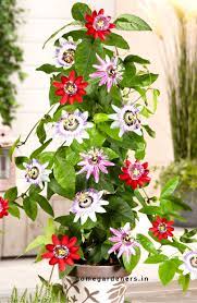 Top 10 Pergola Plants To Grow In Your Pots Indoor Flowers Passion Flower Plants