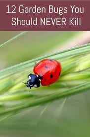 A different and more common bt is used to kill caterpillar larvae from pest moths and butterflies, such as cabbage worms. Pin On Pest Control