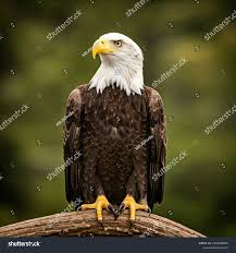 Best Eagle Royalty-Free Images, Stock Photos & Pictures | Shutterstock