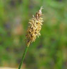 Image result for Eleocharis mutata