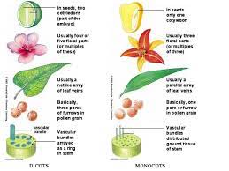 Basic Distinctions B W Monocots And Dicots Plant Science California Plants Drought Tolerant Plants California