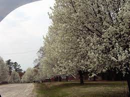 We did not find results for: Tree S W White Blossoms Required Summers Grass North Carolina Nc Page 3 City Data Forum