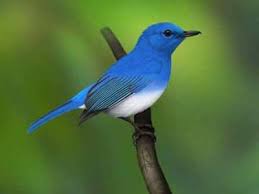 Keuntungan didapatkan burung plover yang mendapat makanan secara gratis. Daftar Dan Gambar Burung Langka Sumatera Alamendah S Blog