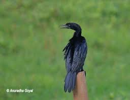 The supply of mana is represented by mana crystals, displayed at the bottom right of the screen. Walking With Birds In Maina Curtorim Goa Inditales