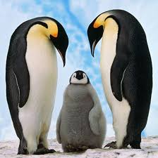 Birds That Look Like Penguins But Fly Cute Animals Cuded Emperor Penguin Penguins Cute Animals