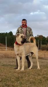 Kangal Kopegi Berat Tarafindan Kangal Kopegi