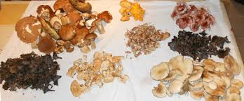 Passez a l office de tourisme pour trouver. Une Genereuse Cueillette De Champignons Varies Midilibre Fr