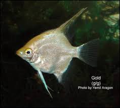 Angelfish Genetics Types Of Angelfish