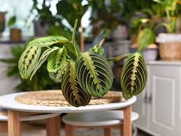Image result for calathea