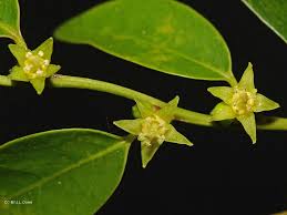 Image result for Cleistanthus polystachyus