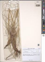 Image result for Cenchrus geniculatus